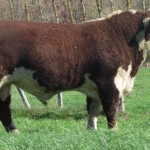 Maungahina Rising Star