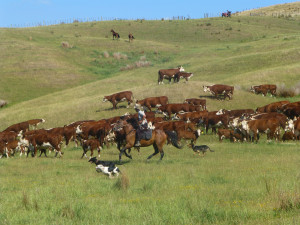 Mokairau Horse Muster