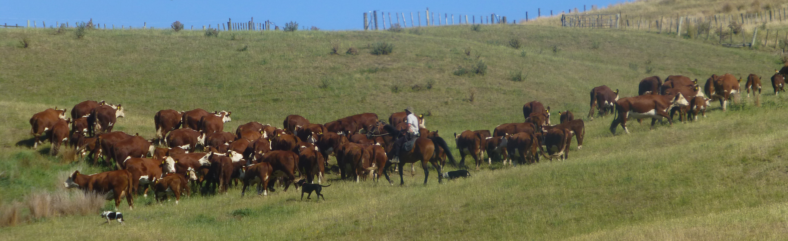 ON FARM AUCTION -    4 JUNE 2025