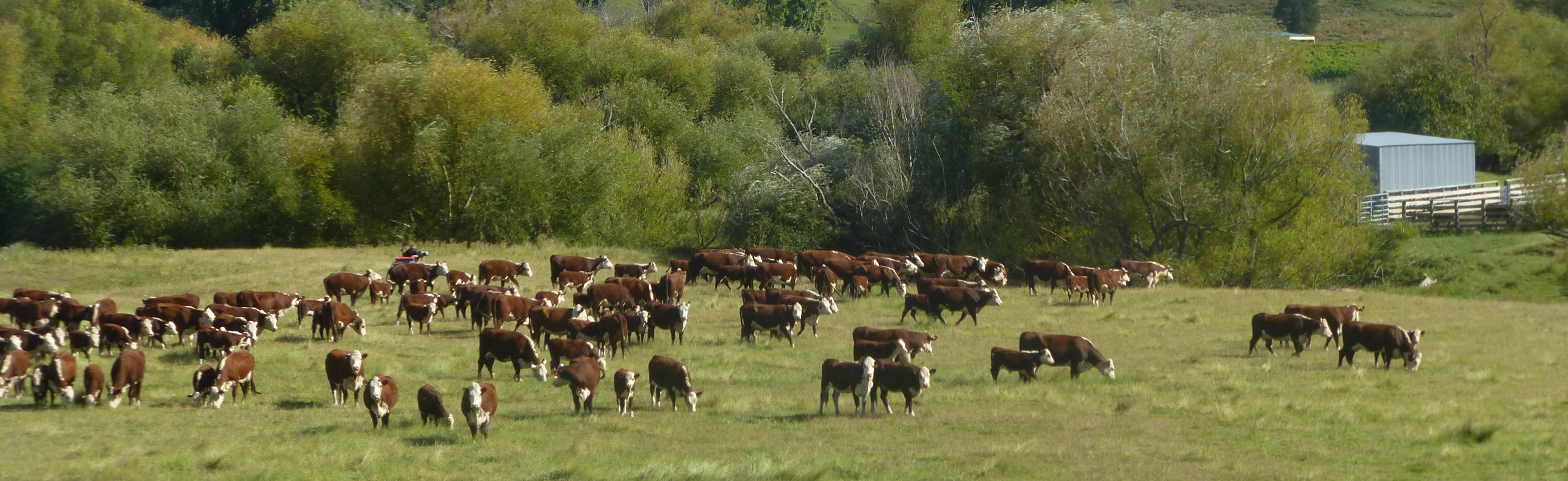 ON FARM AUCTION -  4 JUNE 2025