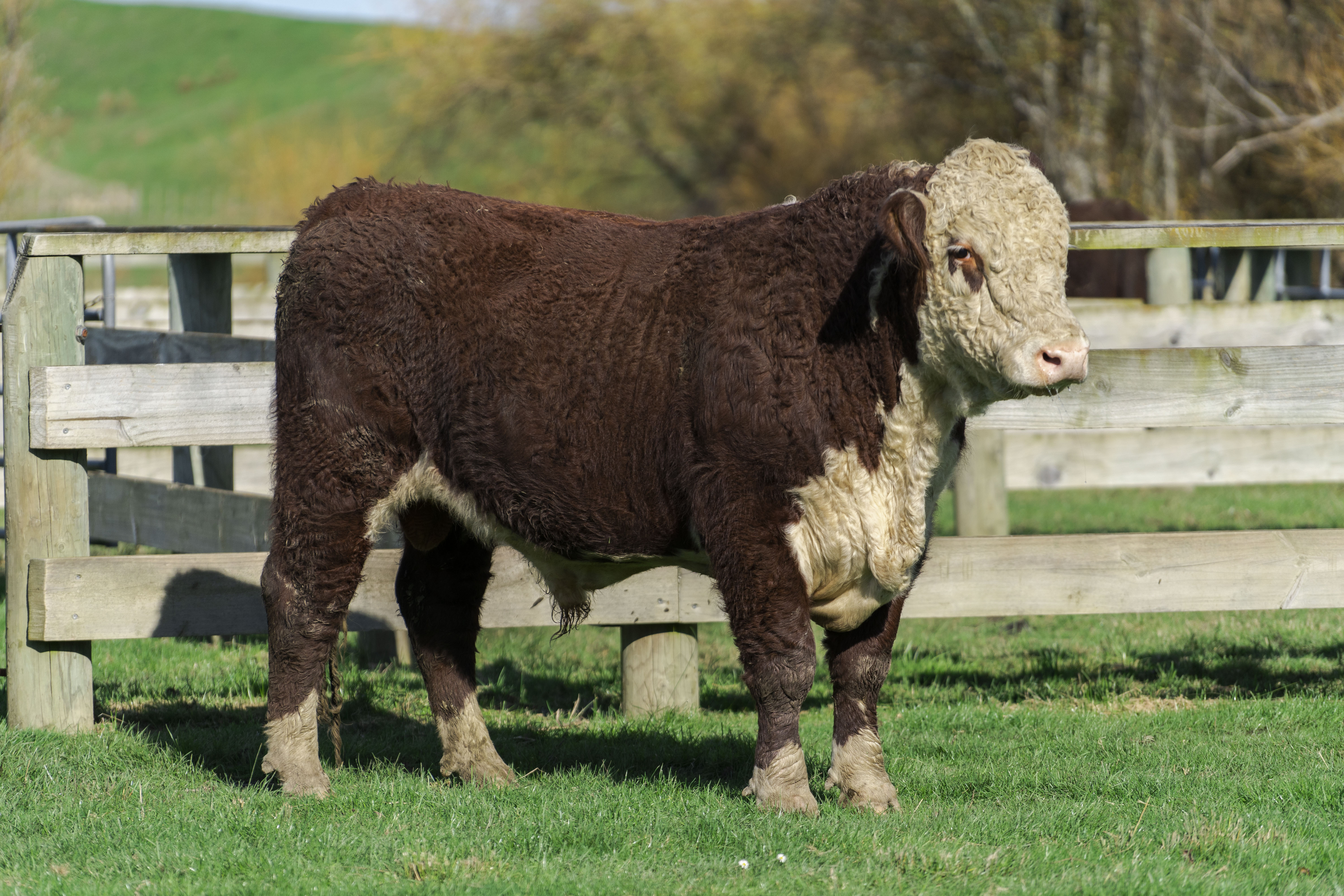 ON FARM AUCTION -  4 JUNE 2025